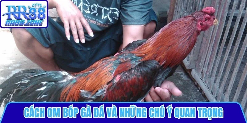 Cách om bóp gà đá và những chú ý