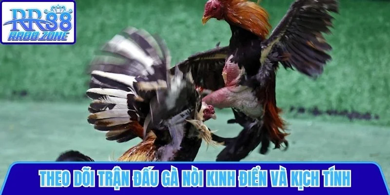 Theo dõi trận đấu gà nòi kinh điển