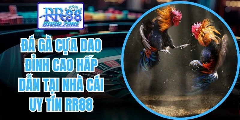đá gà cựa dao