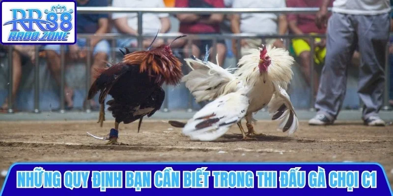 Những quy định thi đấu của gà chọi C1